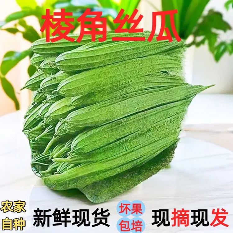 福建闽北丝瓜棱角八角瓜现大肉现摘绿油自种清甜当季整箱农家菜