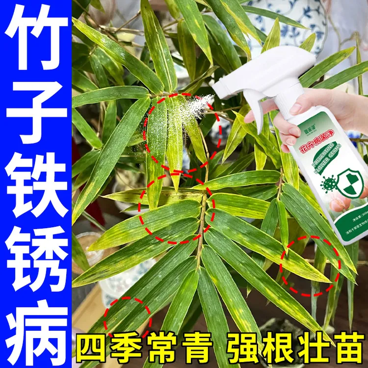 竹子锈病营养液竹子锈病叶斑病黄叶病霉污病干尖炭疽病专用叶面肥