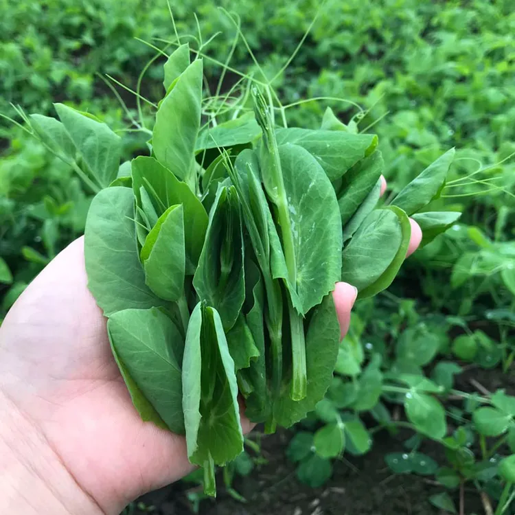 新鲜蔬菜豌豆尖 豌豆苗 3斤装包邮 煮汤下火锅 时令蔬菜