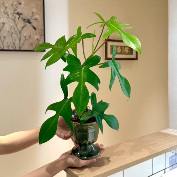 飞机蔓绿绒竹芋海芋绿萝盆栽盆景室内客厅办公室桌面观叶花卉绿植