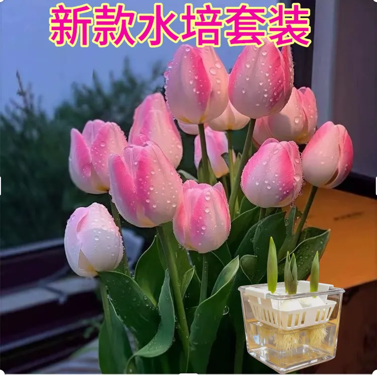 郁金香种球水培植物花卉好养耐成活多年生适用于室内外阳台种植