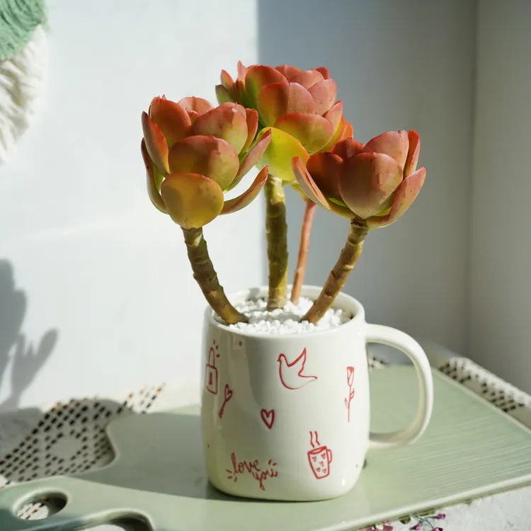 【多肉上新】洛神苹果美人绿蔷薇红梅多肉植物带盆发耐旱新手好养