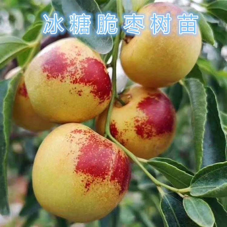 冰糖枣树苗耐寒冬枣苗红枣盆栽地栽大果南方北方种植当年结果