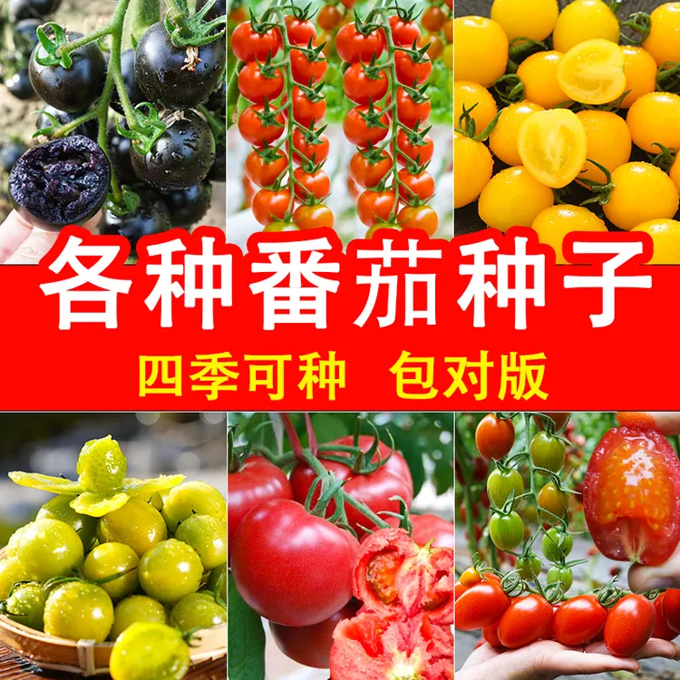 [各种对版番茄种子]绿色小番茄种子串收番茄小西红柿种子四季菜孑