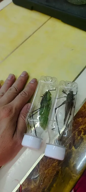 蛙仿，有褐色和绿色，叫声是蛙叫的感觉