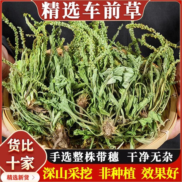 正品车前草新鲜干货精选农村干净车前草整棵带穗泡水泡茶夏枯草