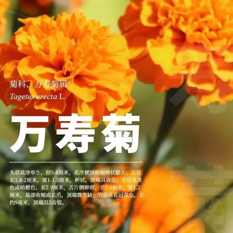 万寿菊种子耐寒草花万寿菊花种子四季播种植物春季多年生种植品种