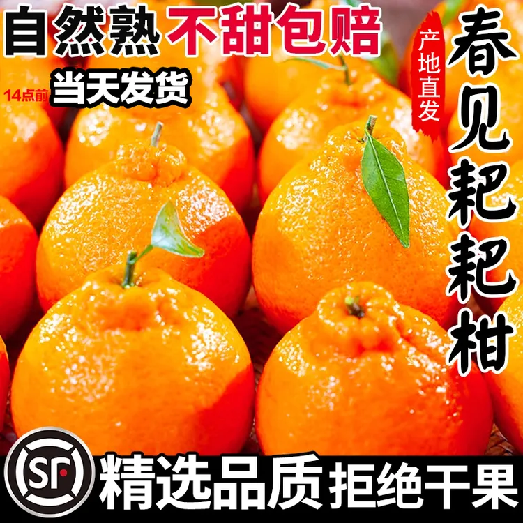 四川春见耙耙柑2025新鲜水果产地直发当季热卖非丑橘桔脐橙10斤装