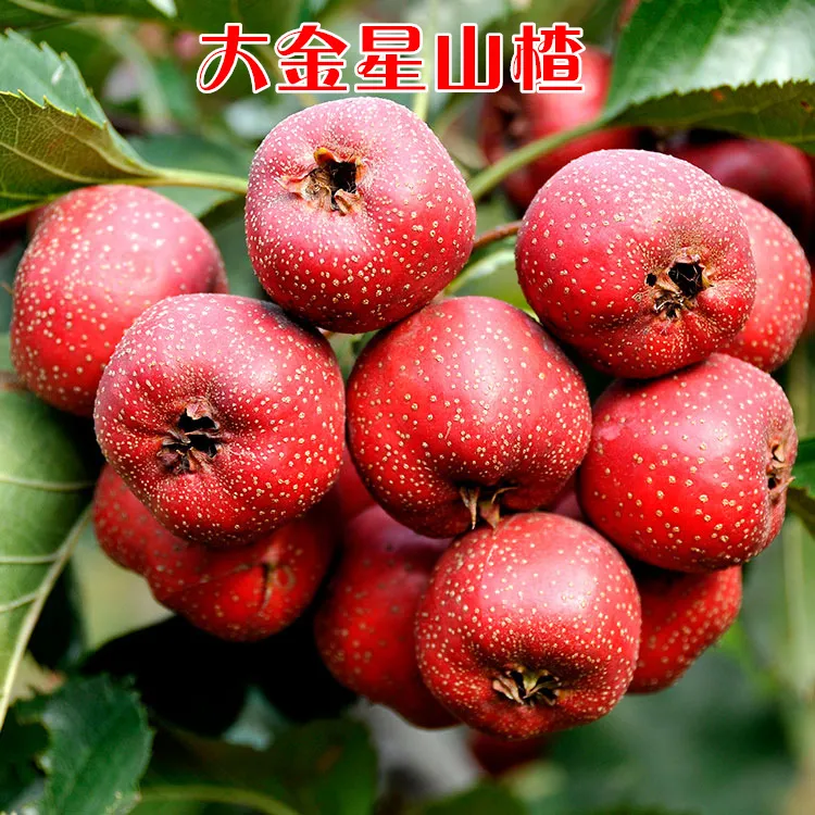 嫁接大金星山楂树苗酸甜蜜糖山楂苗庭院盆地栽种植果树苗当年结果