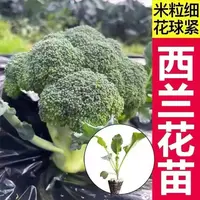 西兰花苗有机花菜苗秧苗蔬菜苗西蓝花秋冬秧苗四季阳台盆栽种子苗