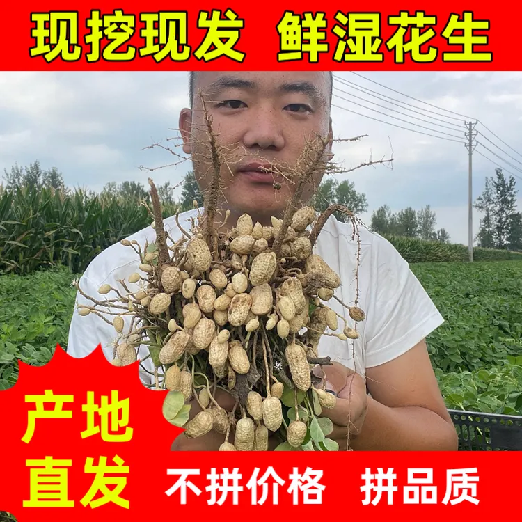 河南农家自种新鲜现挖带壳带泥花生甘甜脆爽可生吃水煮当季花生