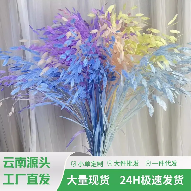 小盼草永生花天然高级感适合客厅摆设的网红蓬莱松花材