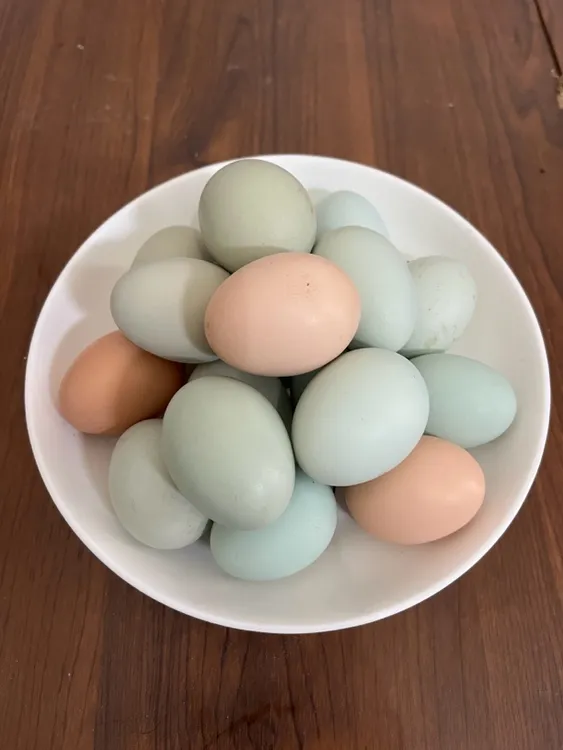 绿粉壳土鸡蛋乡间林下散养纯粮食喂养可食用可孵化土鸡蛋