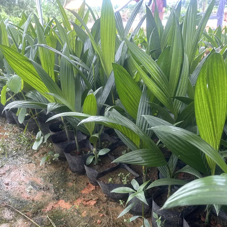 海南本地正宗矮节苗
