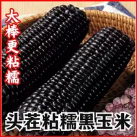【试吃2根】黑糯玉米 整箱10只 东北黑土地种植 整箱5斤