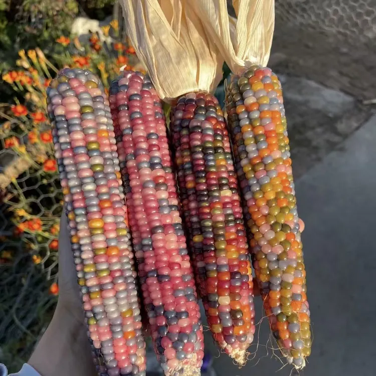 【民和牡丹园】文玩玉米 直播链接请勿私拍 NO退NO换