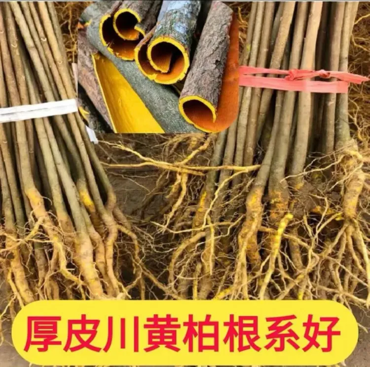 黄柏树苗厚皮川黄柏苗黄柏皮川黄柏苗剥皮卖造林苗四川产地