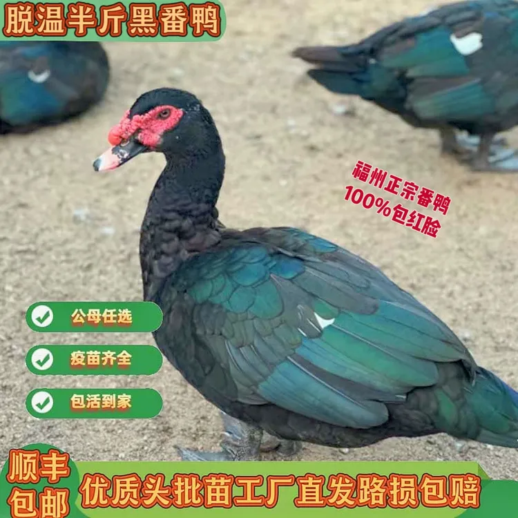 宠物鸭活苗特大种脱温番鸭西洋鸭火鸭正宗黑番鸭半斤鸭旱鸭柯尔鸭