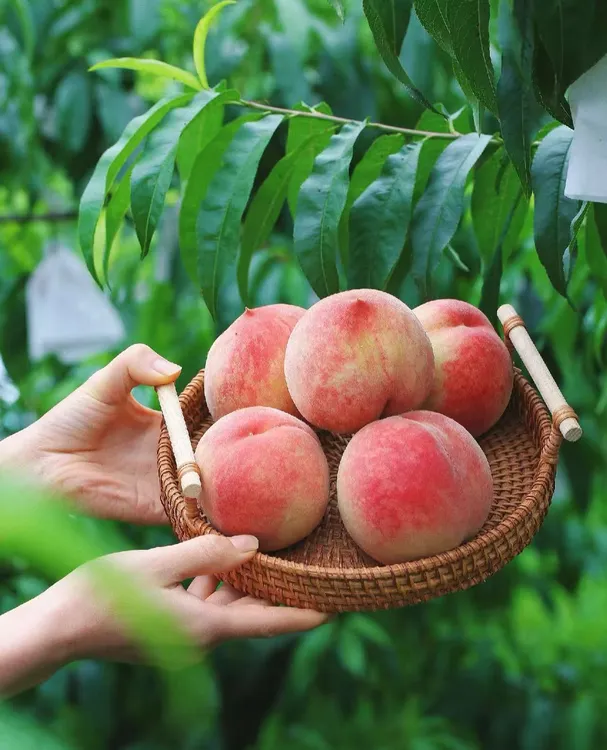 4两现摘现发新鲜宁波奉化水蜜桃脆软两吃鲜甜多汁（江浙沪皖）