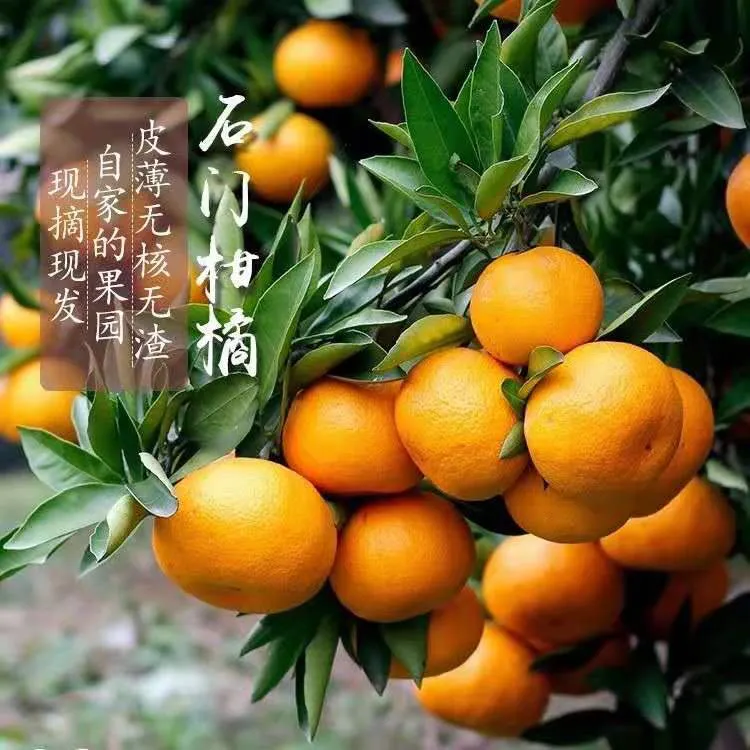【9斤】正宗湖南石门柑橘新鲜无籽蜜桔现摘新鲜水果