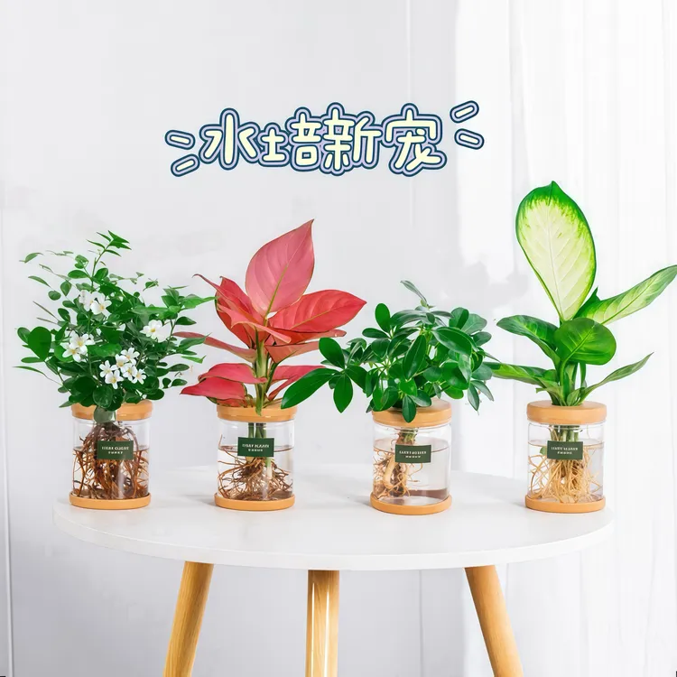 【买三送一】玛丽安吉利红九里鸭脚木室内桌面水培绿植物北欧花盆栽