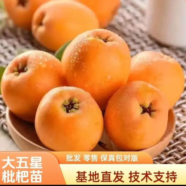 正宗嫁接大五星枇杷果树苗