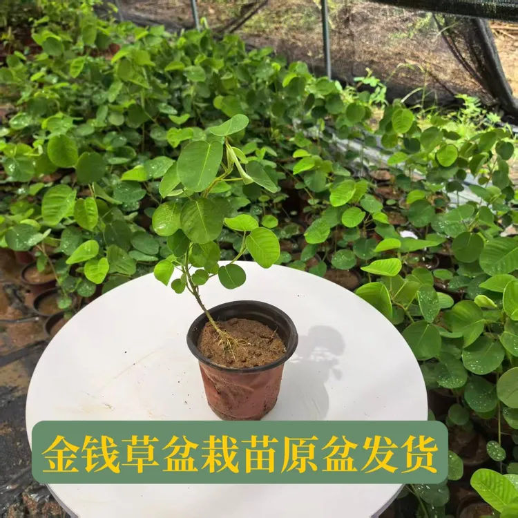 广金钱草苗原盆大叶金钱种植苗大叶落地金钱绿植绿叶盆栽阳台庭院