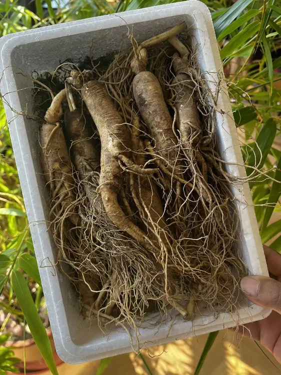 2025长白山新鲜高龄人参煲汤泡酒食用滋补东北特产礼品送鹿茸片