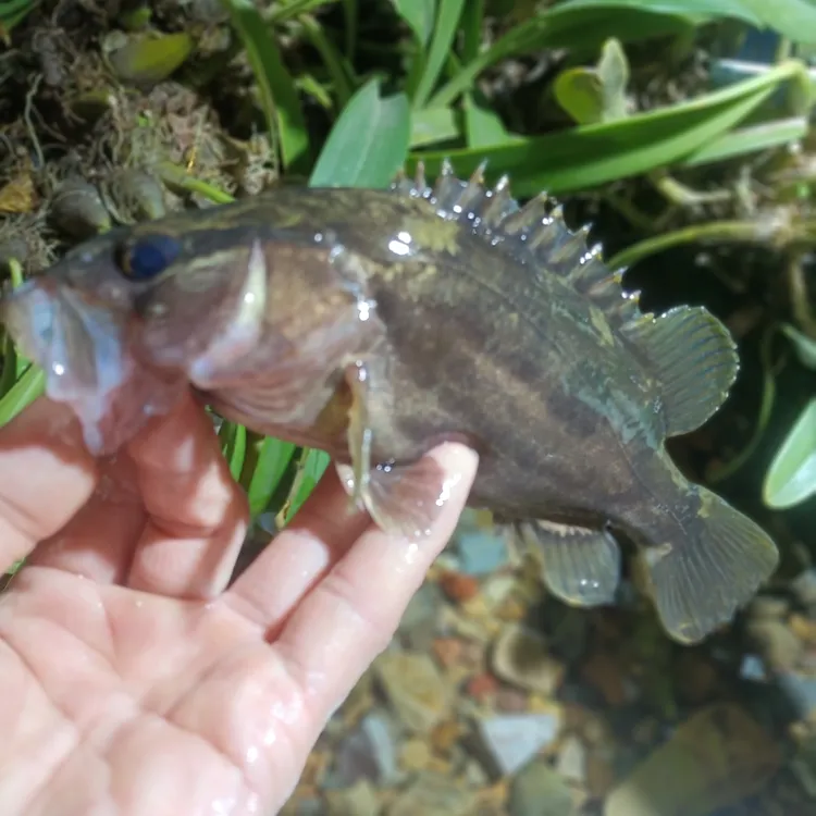 波纹鳜牛屎鳜原生凶猛鳜鱼