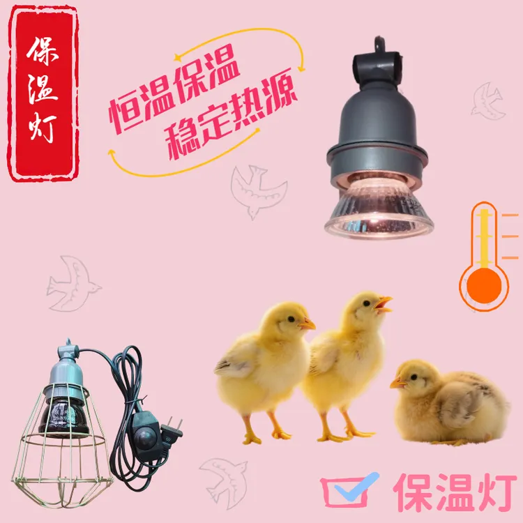 小太阳加热灯自动控温为芦丁鸡幼鸡育雏提供恒温保暖