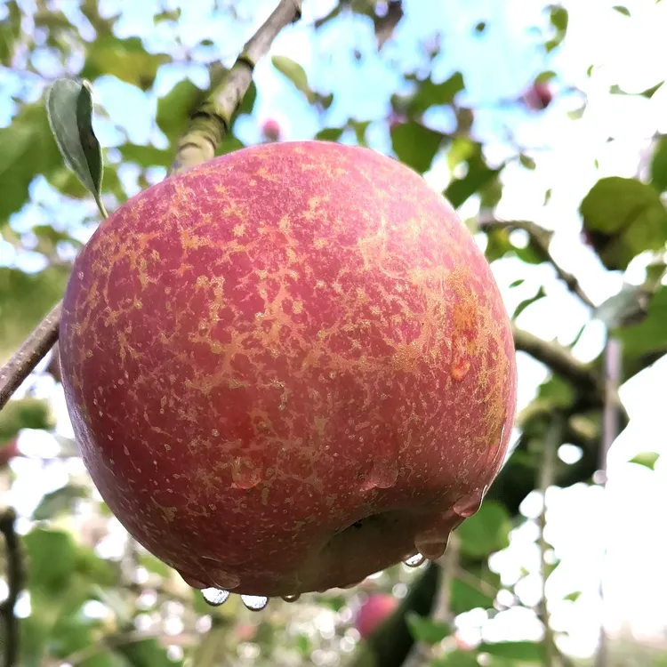 云南昭通冰糖心丑苹果新鲜脆甜多汁产地直发水果
