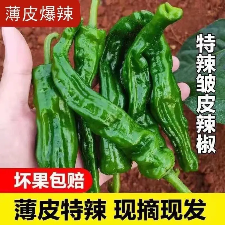 新鲜特辣小皱皮青椒薄皮农家自种现摘现发