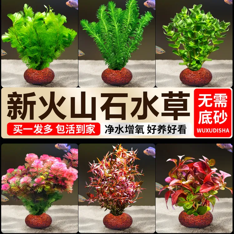 水草火山石鱼缸植物造景专用真草水培蜈蚣草水榕绿菊净化水质套餐