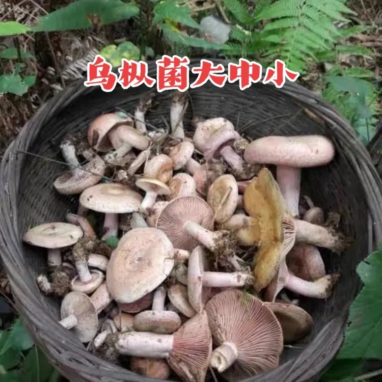 大中小乌枞菌谷熟菌  新鲜直发顺丰特快专递