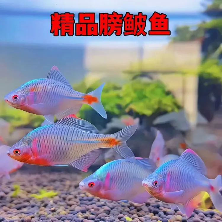 冷水原生小型原生群游观赏鱼除藻除油膜好养七彩鳑鲏鱼