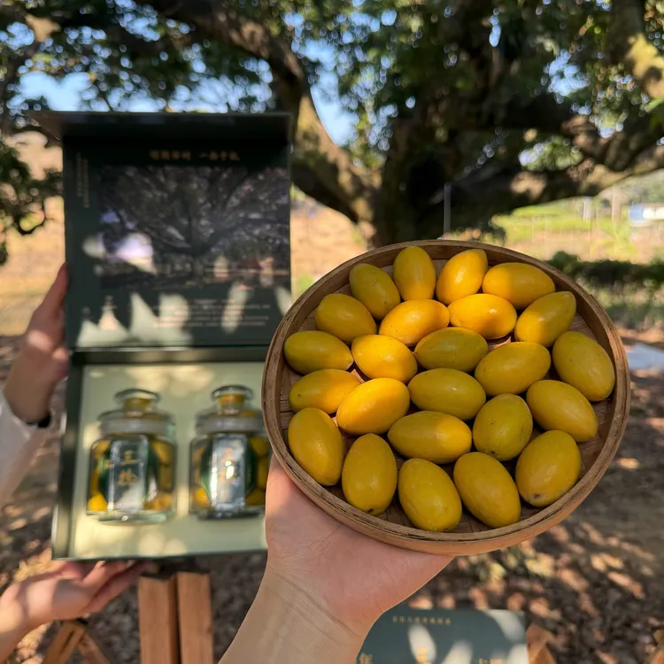 乡里阿蓉【400年官安村老树三捻橄榄】正宗金灶三捻橄榄潮汕特产