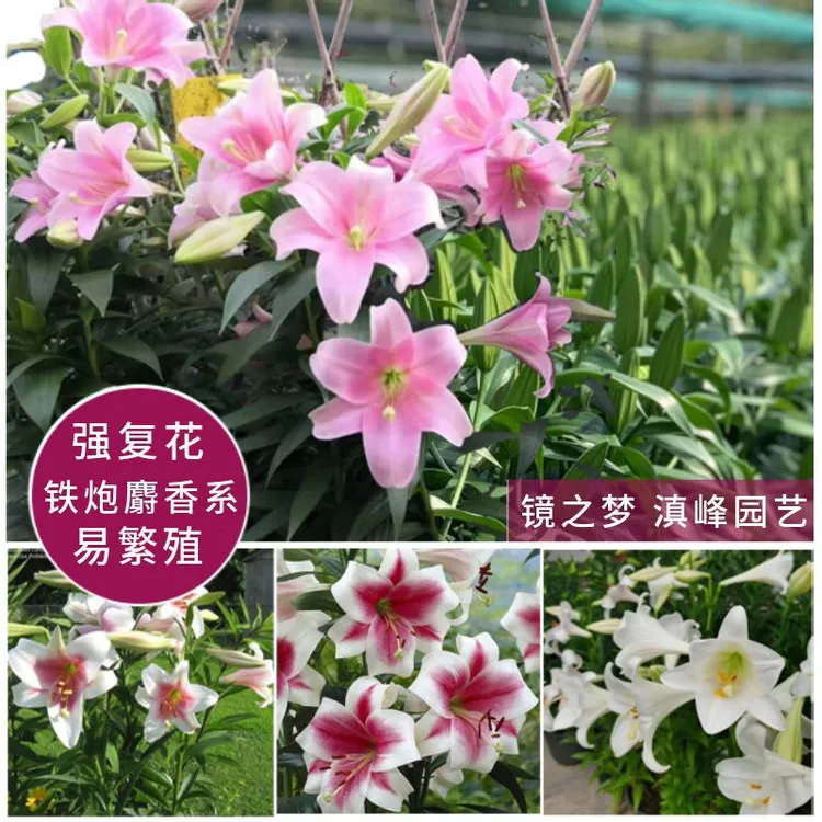 进口浓香铁炮/星球喇叭系列对版繁殖复花强 粉特/舞女/白特/岷江