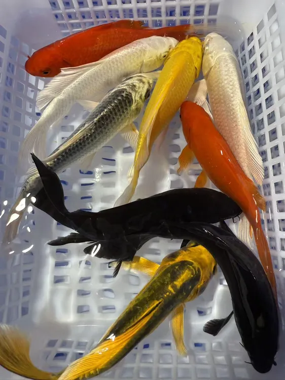 【10 - 13ccm十全十美】冷水观赏鱼锦鲤草金多种颜色皮实好养