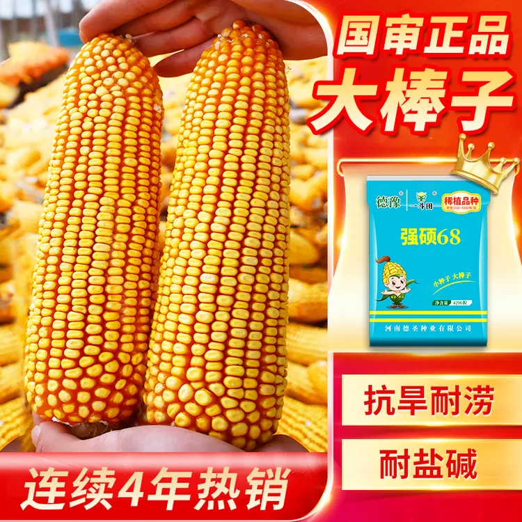 国审大棒强硕68高产玉米种子4200粒耐旱耐涝抗倒伏抗病厂家直发