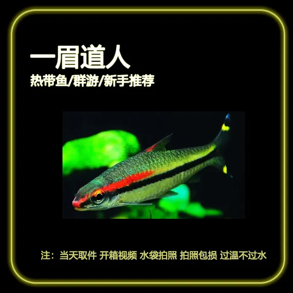 【一眉道人】草缸溪流缸适合 热带观赏鱼 耐养不挑食群游观赏性好