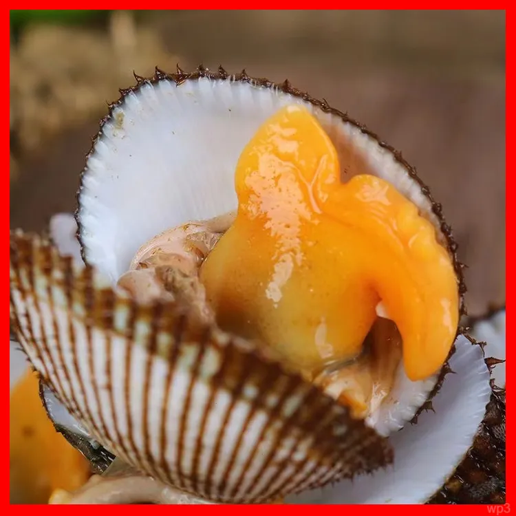 【现捞现发】特大新鲜毛蛤超肥野生毛钳鲜活毛蛤蜊鲜活顺丰冷链发货