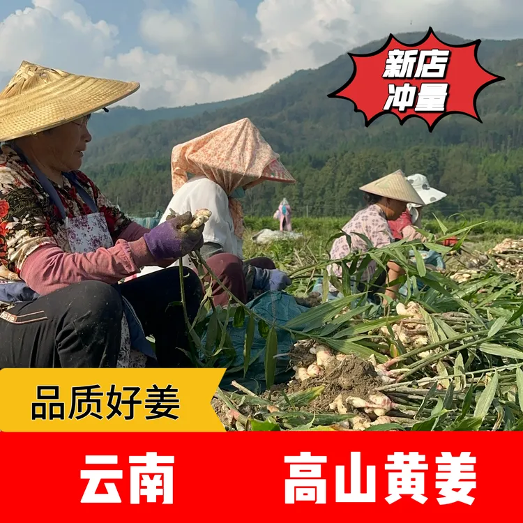 【2025年现挖新老姜】正宗云南高山黄姜农家自种调味新鲜食材