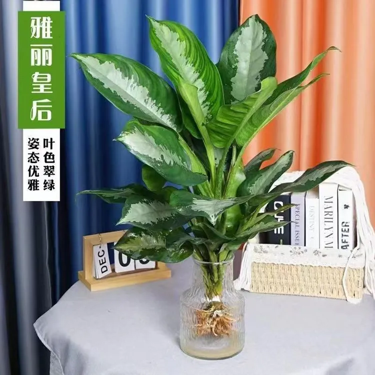 雅丽皇后万年青水培植物室内懒人好养盆栽大叶植物净化空气