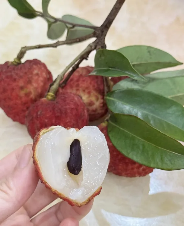 仙进奉 (广东省内) 自家果园 现摘现发