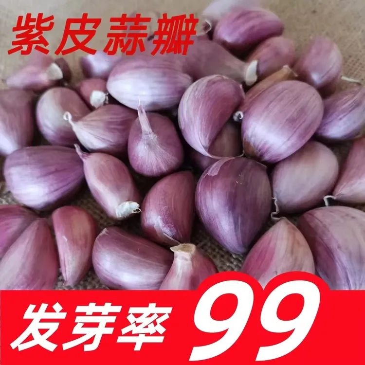 2025山东金乡正宗紫皮大蒜瓣可吃可做蒜种栽子蒜瓣1斤3斤5斤自种