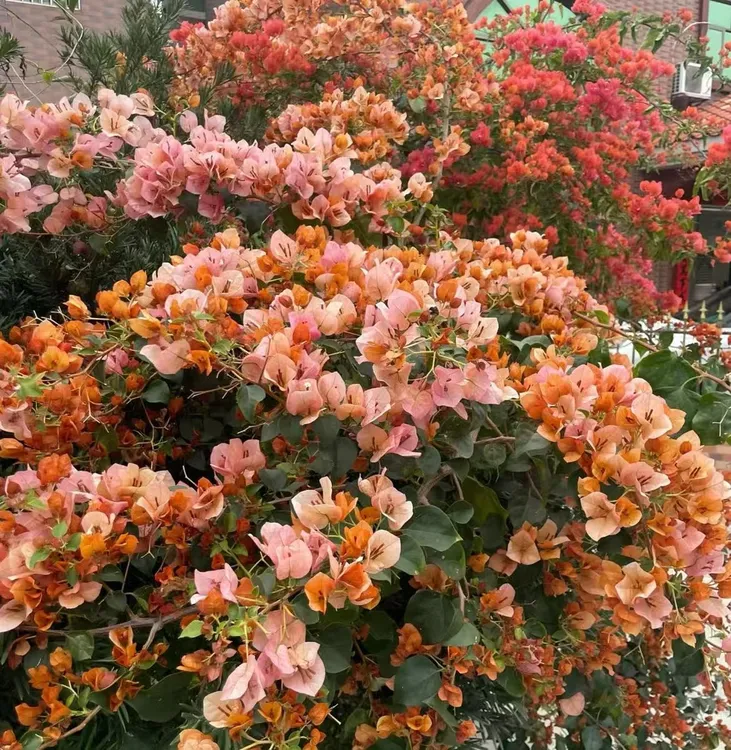 三角梅袋苗品种袋苗大全（买五送一满10元包邮）