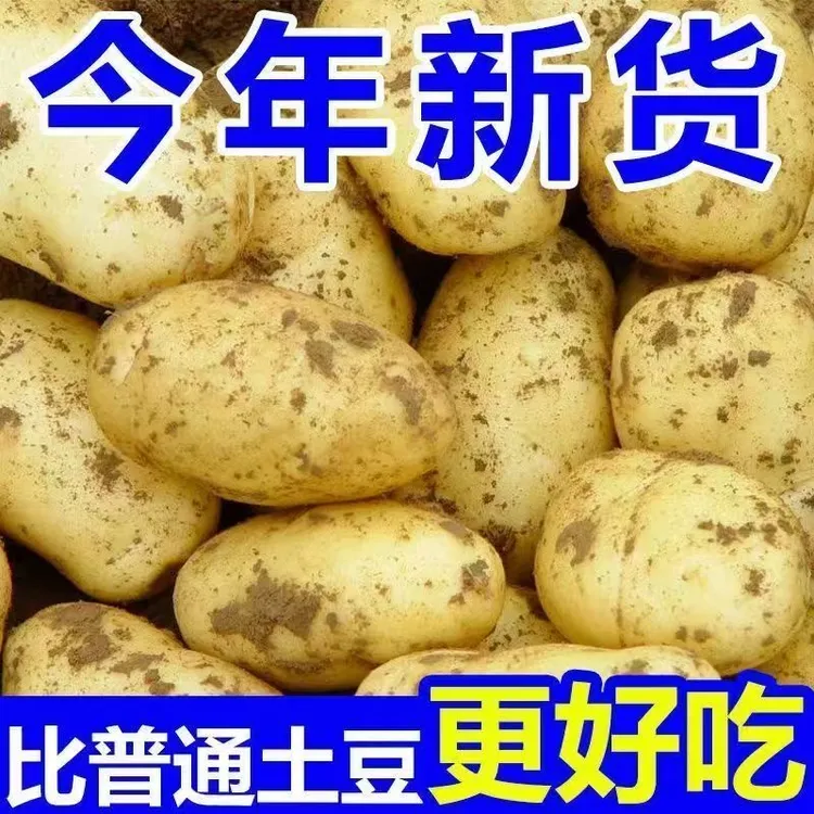 【25年新土豆】云南新鲜土豆农家自种黄皮黄心粉糯香甜5/9斤包邮