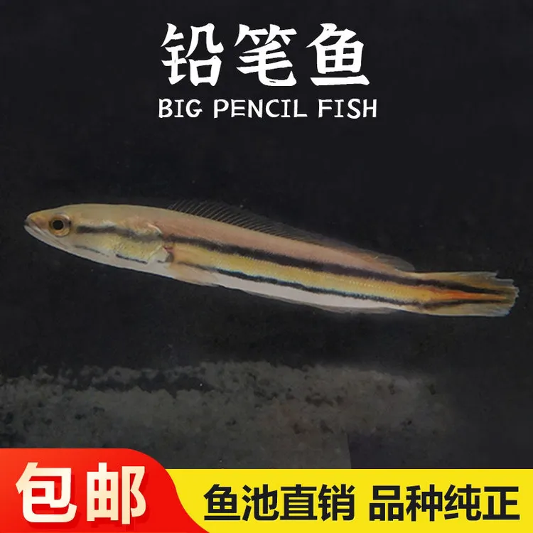 大型凶猛肉食热带观赏鱼大铅笔鱼鱼观赏鱼雷龙鱼苗活体好养耐活