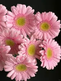 婵之语花咖冰玉非洲菊  鲜切花