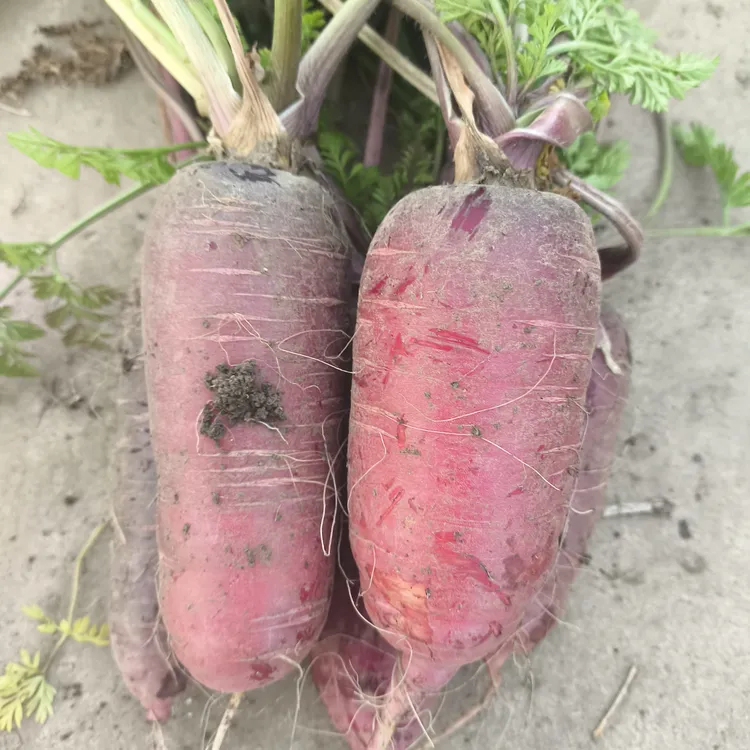 自冉香新鲜现挖带土紫皮红萝卜农家自种老品种生吃脆甜水果胡萝卜